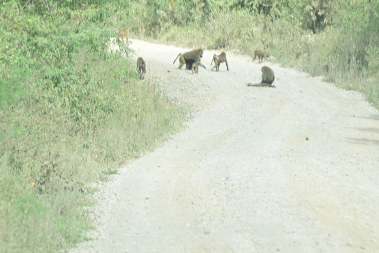 Mount Meru Arusha National Park